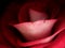 Red rose closeup - coloured version