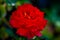 A red rose in closeup style