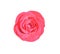 Red rose colorful flower patterns  head blooming isolated on background with clipping path top view