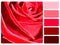 Red rose colour palette swatch