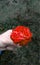 Red Rose Cool Photo 2021