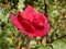 Red Rose, In Country Garden, Northumberland. UK