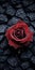 Red Rose On Cracked Rock: A Dark And Detailed Tabletop Photography