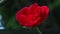 A red rose is dancing with green background