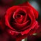 Red rose on a dark background. The flower is shown in all its beauty, and its intense color.