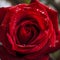 Red rose on a dark background. The flower is shown in all its beauty, and its intense color.