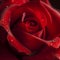 Red rose on a dark background. The flower is shown in all its beauty, and its intense color.