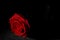 Red rose from the darkness