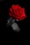 Red rose from the darkness