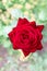 Red rose. Deep focus. Amazing red rose on blur garden background