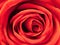 Red rose in deeply look