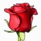 red rose design