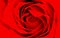 Red rose detailed background wallpaper.