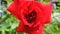 red rose details