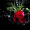 Red rose drop water up