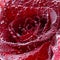 Red rose with drops of water close-up, macro.Holiday birthday or Valentine`s day