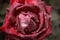 Red rose dying in autumn garden macro shot. Wilted rose. Sad fall mood. Wilting roses in fall. Vintage low saturated