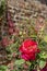 Red rose at Eastcote House Gardens, historic walled garden in Eastcote, Pinner, UKgdon, UK