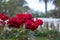 Red rose at El Rosedal Rose Park at Bosques de Palermo Palermo Woods - Buenos Aires, Argentina