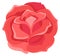 Red rose element. Decorative botany for floral print
