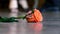 Red rose on the floor