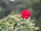 Red rose flower arrangement Beautiful bouquet on blurred of nature background symbol love Valentineâ€™s Day beautiful in nature