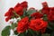 Red rose flower. Background. Roses of love, garden with roses. Breeding and caring for flowers in the garden.