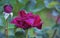 Red rose flower on a barbed branch with leaves.