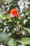 Red rose flower blooming with buds, full of lice in a garden at a sunny spring day. Selected focus