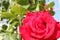 Red rose flower blossoms. Love flower, decoration for weddings, flower arches, landscaping, macro
