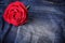 Red rose flower on blue jeans