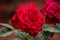 Red rose flower with blur background and detail texture