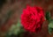 Red rose flower with blur background and detail texture