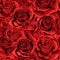 Red rose flower bouquets elements seamless pattern full filled