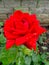 Red rose flower. Bright and delicate petals of the plant with water droplets. Against a background of green leaves and a stone wal