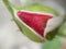 Red rose flower bud, tiny aphid pest on petal, macro