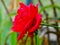 Red rose flower closeup image, radiant background