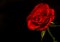 red rose flower emerging from the darkness