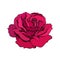 Red rose flower fully open. Design element tattoo, greeting cards, flower shops. Realistic hand drawn vector