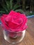 Red rose flower on the glass with blur bokeh garden background for Valentine