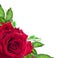 Red rose flower with green leaves on white background