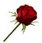 Red rose flower on a green stem. Rose on a white isolated background with a clipping path there are no shadows. close-up.