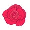 Red rose flower hand drawn. Stock line vector illustrat