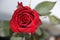 Red Rose flower head in close-up view and lightning by flash