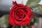 Red Rose flower head in close-up view and lightning by flash