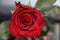 Red Rose flower head in close-up view and lightning by flash