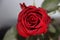 Red Rose flower head in close-up view and lightning by flash