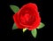 Red Rose flower high definition background image
