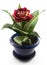 Red rose flower hybrid in a blue flowerpot isolated