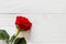 Red rose flower isolated on light wooden background with copyspace